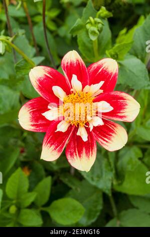 Gros plan de Dahlia Danum Torch une collerette dahlia qui Fleurs rouges et jaunes en été et en automne A. plante tubéreuse à feuilles caduques et à moitié dure Banque D'Images