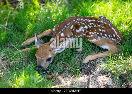 Concept animaux de la nature. Bébé chevreuil caperole. Nouveau-né Deers bambi et animaux sauvages de printemps concept. Fauve au repos Banque D'Images