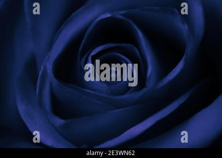 Fleur de rose en bleu comme fond Banque D'Images