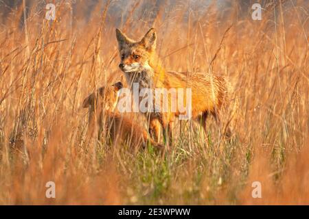 Kits de renard roux (Vulpes vulpes) avec parent en champ, Pennsylvanie Banque D'Images