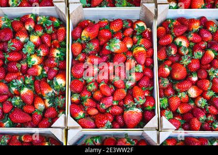 Fraises fraîchement récoltées dans des caisses en bois sur le comptoir marché agricole Banque D'Images