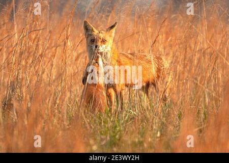 Kits de renard roux (Vulpes vulpes) avec parent en champ, Pennsylvanie Banque D'Images