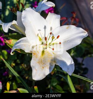 Rialto' 'hybride Oriental, Orientlilja (Lilium hybride) Banque D'Images