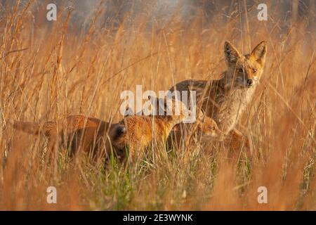 Kits de renard roux (Vulpes vulpes) avec parent en champ, Pennsylvanie Banque D'Images