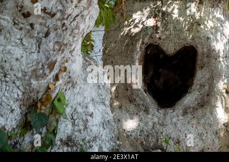 Concept Saint Valentin et amour : concentrez-vous sur un fond naturel. Sur le cadre droit un tronc d'arbre avec un trou noir en forme de coeur naturel. Texture en bois Banque D'Images