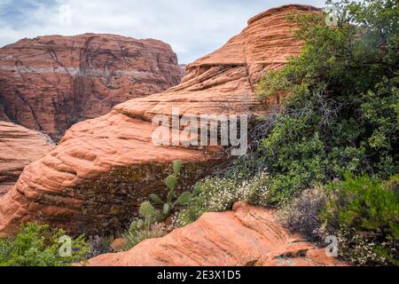 Vue sur la nature dans le parc national de Snow Canyon, Utah Banque D'Images