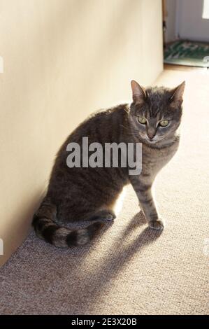 Tabby Cat assis dans le couloir d'une maison rétroéclairé par rayons de lumière naturelle Banque D'Images