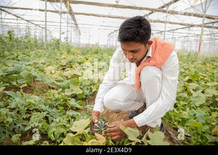 Jeune agriculteur indien inspectant ou récoltant du melon de musc ou du melon de sucre non mûr de sa maison de poly ou serre, agriculture biologique moderne, agriculture co Banque D'Images