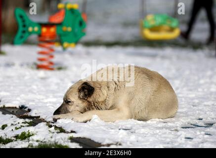 Chien dans la neige - photo Banque D'Images