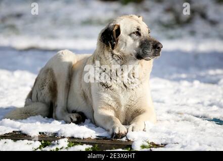 Chien dans la neige - photo Banque D'Images