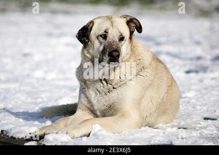 Chien dans la neige - photo Banque D'Images