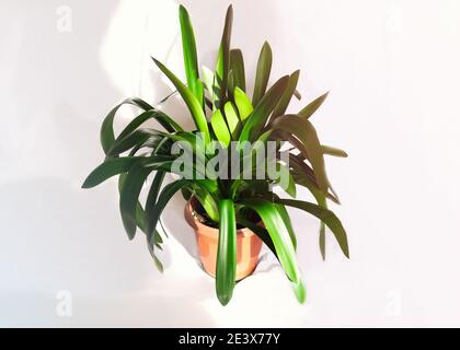 Usine de Clivia miniata. Belle fleur sur fond blanc avec ombres dans un pot. Concept minimaliste. Intérieur de chambre de style scandinave. Banque D'Images