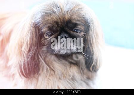 Beau chien pékinois regardant l'appareil photo. Joli chien heureux. Image de mise au point sélective et à tons roses. concept de clinique vétérinaire ou de position assise de chien. Banque D'Images