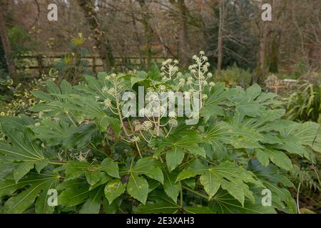 Fleurs d'hiver et feuilles d'un aralia ou d'un Castor japonais Usine de pétrole (Fatsia japonica) dans un jardin de campagne Banque D'Images