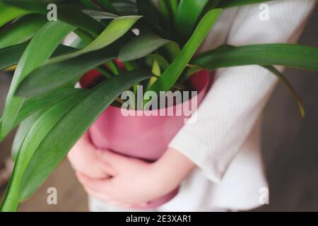 Usine de Clivia miniata. Belle fleur entre les mains des femmes. Concept minimaliste. Intérieur de chambre de style scandinave. Banque D'Images