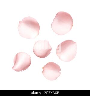 Angle différent du pétale rose isolé sur fond blanc Banque D'Images