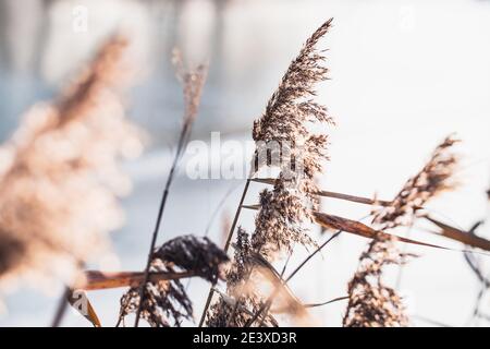 Sécher les oreilles et l'herbe sur le fond du soleil en hiver sur un étang gelé - la nature en hibernation Banque D'Images