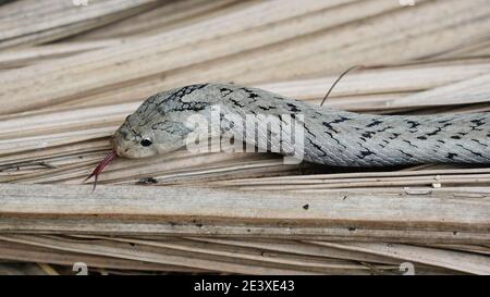 Le serpent kukri Banded ( Oligodon fasciolatus ) le feuilleter la langue et le glisser sur les feuilles sèches brunes sur terre en forêt, bandes noires sur le corps Banque D'Images