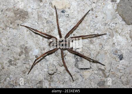 Wolf Spider - Lycosidae sp. La nuit Banque D'Images