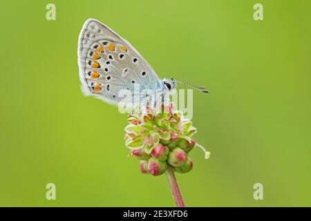 Papillon bleu sur la fleur, fond vert clair. Scène sauvage de la nature estivale. Bel insecte dans l'habitat de prairie. Bleu à clous argentés, Banque D'Images