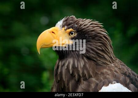 Portrait de l'aigle de mer de Steller, Haliaeetus pelagicus, oiseau en saison estivale, Hokkaido, Japon. Scène de comportement d'action de la faune de la nature. Détail de la CLO Banque D'Images
