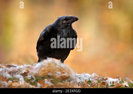 Corbeau avec mort lièvre tuer, carcasse dans la forêt. Oiseau noir avec tête sur la route de la forêt. Comportement animal, scène d'alimentation en Allemagne, Europe. Wil Banque D'Images