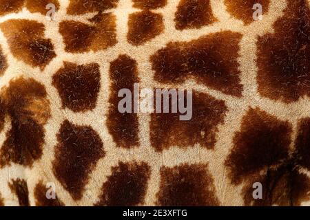 Détail du manteau de fourrure à pois de la girafe. Magnifiques gros plan de la nature. Lumière du soir Tshukudu près de Kruger NP, Afrique du Sud. Fourrure de grande orange A. Banque D'Images