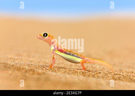 Gecko de Namib sable dune, Namibie. Pachydactylus rangei, palmato gecko à pieds dans l'habitat naturel du désert. Lézard en Namibie désert avec bleu s. Banque D'Images