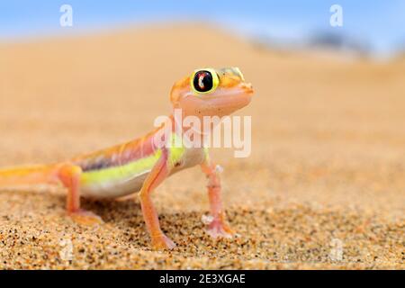 Gecko de Namib sable dune, Namibie. Pachydactylus rangei, palmato gecko à pieds dans l'habitat naturel du désert. Lézard en Namibie désert avec bleu s. Banque D'Images