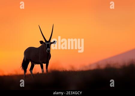 Oryx au coucher du soleil sur une dune de sable orange. Gemsbock Grand antilope dans un habitat naturel, Sossusvlei, Namibie. Désert sauvage. Gazella magnifique gemsb emblématique Banque D'Images