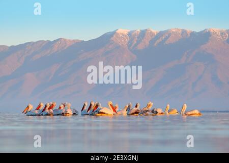 Oiseau dans l'eau. Pélican dalmatien, Pelecanus crispus, débarquant dans le lac Kerkini, Grèce. Pelican avec ailes ouvertes. Scène sauvage de nature européenne Banque D'Images