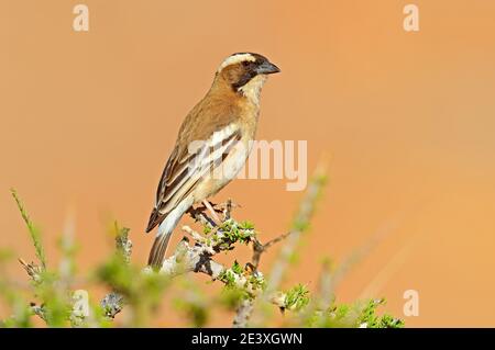 Tisserand à sourcils blancs, Plocepasser mahali, journée ensoleillée en safari en Namibie. Branche épineuse avec oiseau, bec noir. Undetermine oiseau de l'Afrique Banque D'Images