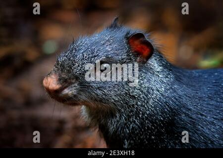 Portrait détaillé de la tête d'agouti. Black agouti, Dasyprotta fuliginosa, Baeza, Equateur. Animal mignon dans l'habitat naturel, forêt tropicale sombre. Faune i Banque D'Images