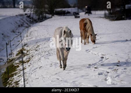 Chevaux en hiver dans le paddock quand la neige couvre Est fermé pour la recherche de nourriture en Bavière Banque D'Images