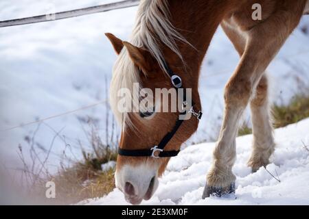 Chevaux en hiver dans le paddock quand la neige couvre Est fermé pour la recherche de nourriture en Bavière Banque D'Images