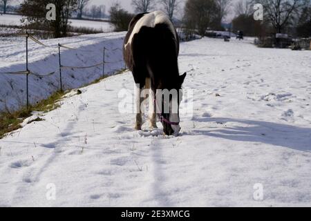Chevaux en hiver dans le paddock quand la neige couvre Est fermé pour la recherche de nourriture en Bavière Banque D'Images