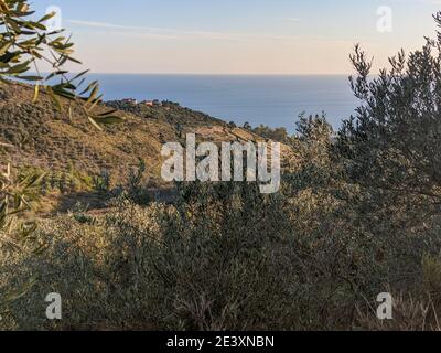 Paysage naturel de la côte ligure d'Imperia, mer et oliviers Banque D'Images