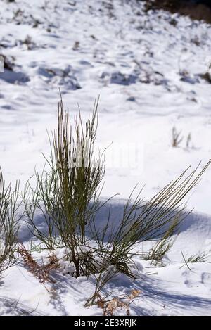 Les plantes vertes qui poussent sur la neige couvrent le sol d'une montagne Banque D'Images