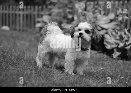 portrait d'un chien debout sur la pelouse Banque D'Images