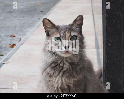 Portrait de chat gris mongrel mignon avec les yeux verts assis dans la rue Banque D'Images