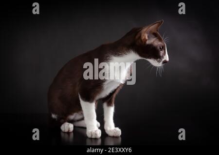 Portrait du profil du petit chaton brun et blanc de race orientale de chat assis sur fond noir Banque D'Images