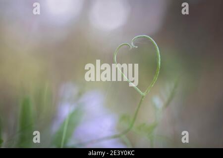 Composition de fleurs. Flèche d'Amour en coeur Banque D'Images