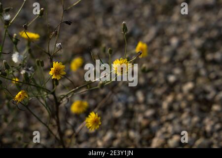Gros plan macro de petite fleur Banque D'Images