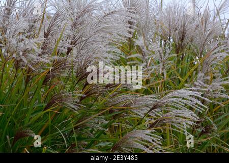 Miscanthus sinensis Gross Fontane grande fontaine miscanthus herbe d'argent chinoise herbe ornementale Banque D'Images