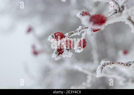 Hanches roses recouvertes de neige et de glace Banque D'Images