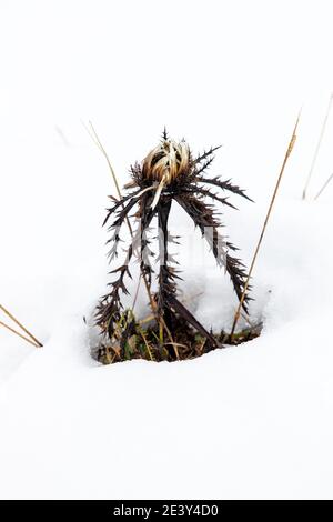 Chardon au four sur la neige Banque D'Images