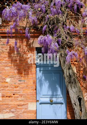 Fleurissement de la wisteria en cascade sur l'ancienne entrée de la maison en briques rouges avec porte bleue dans le sud de la France, style de vie de campagne d'été Banque D'Images