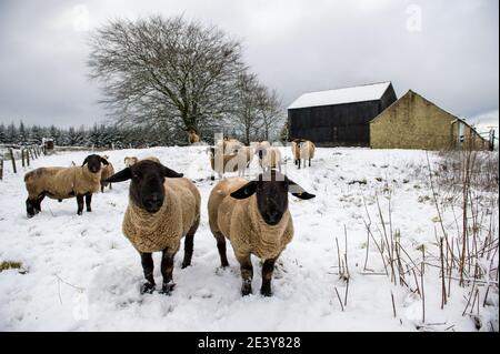 Eaglesham Moor, Écosse, Royaume-Uni. 21 janvier 2021. Photo : les moutons essaient de grader dans le champ de neige recouvert de moquette. L'Écosse a été frappée par une chute de neige plus importante la nuit alors que la tempête Christoph dépose quelques centimètres de neige humide de plus dans le centre de l'Écosse. Le bureau met prévoit davantage de neige, de vents violents et de glace, certains systèmes frontaux venant de l'est. Crédit : Colin Fisher/Alay Live News Banque D'Images