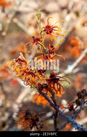 Hamamelis x Intermedia 'Jelena' (Witch Hazel) une plante arbuste à fleurs d'arbre d'hiver qui a un fleur et feuille jaune de printemps très parfumées Banque D'Images