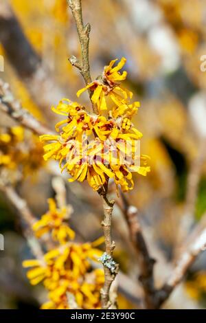 Hamamelis x Intermedia 'Brevipetala' (Witch Hazel) une plante arbuste à fleurs d'arbre d'hiver qui a un fleur jaune printanière très parfumée et Banque D'Images